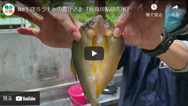 守ろう! 水の豊かさを 『長良川鮎研究所』